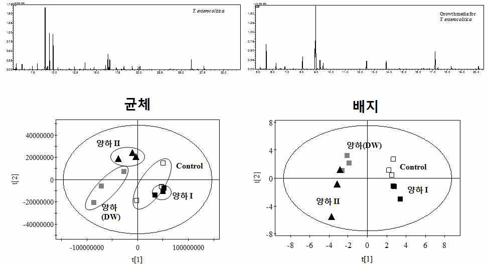 Representative GC/MS profiles of Y. enerocolitica and its media treated with quorum sensing agent and their PLS-DA scores plots.