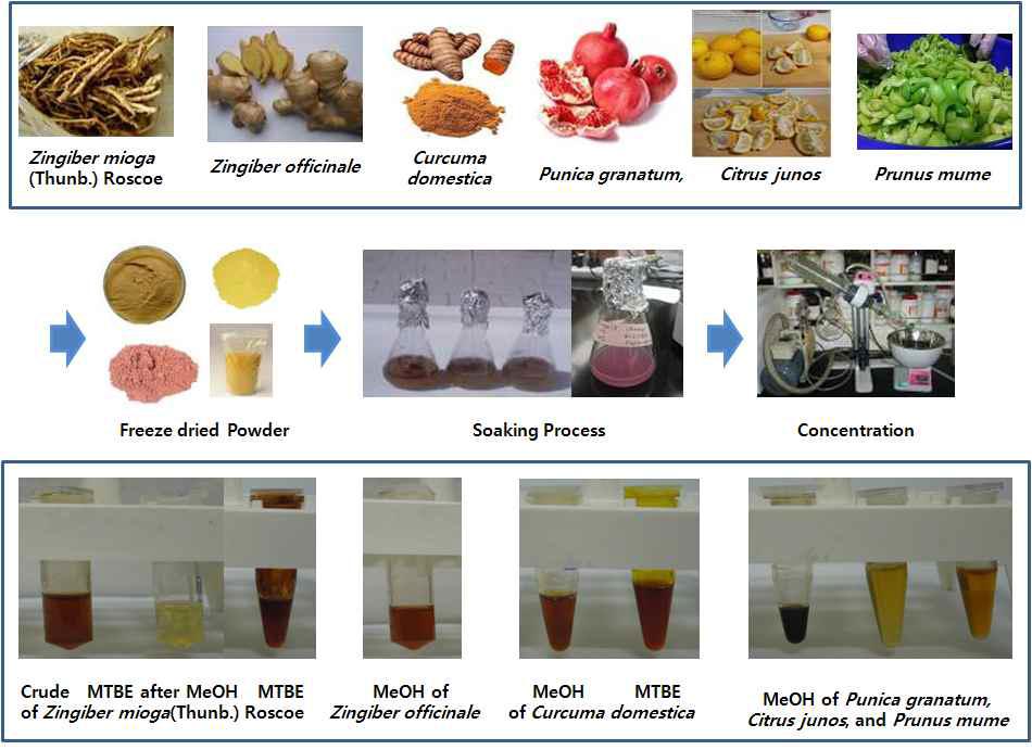 Schematic diagram of the extracion process in this study