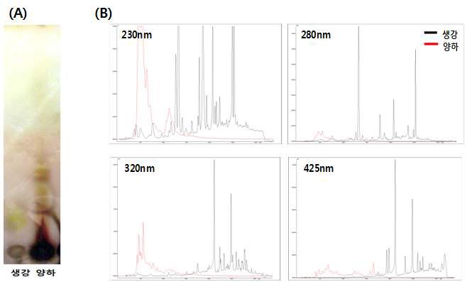 생강과 양하의 TLC (A) 와 HPLC (B) profiles 비교