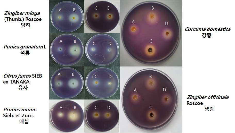 Violacein inhibition activity of ethanol/water extracts from various plants