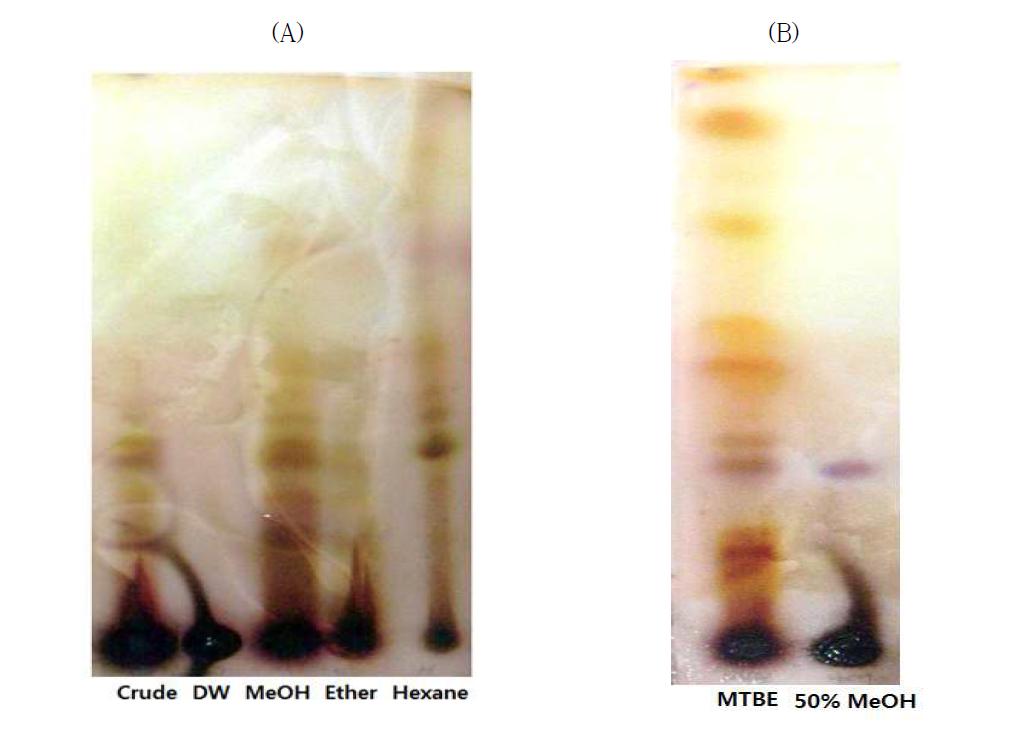 양하 추출 분획물(A) 및 생강 추출물 (B)의 TLC profiles