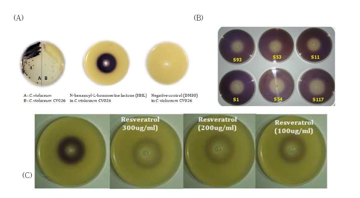 Violacein inhibition assay