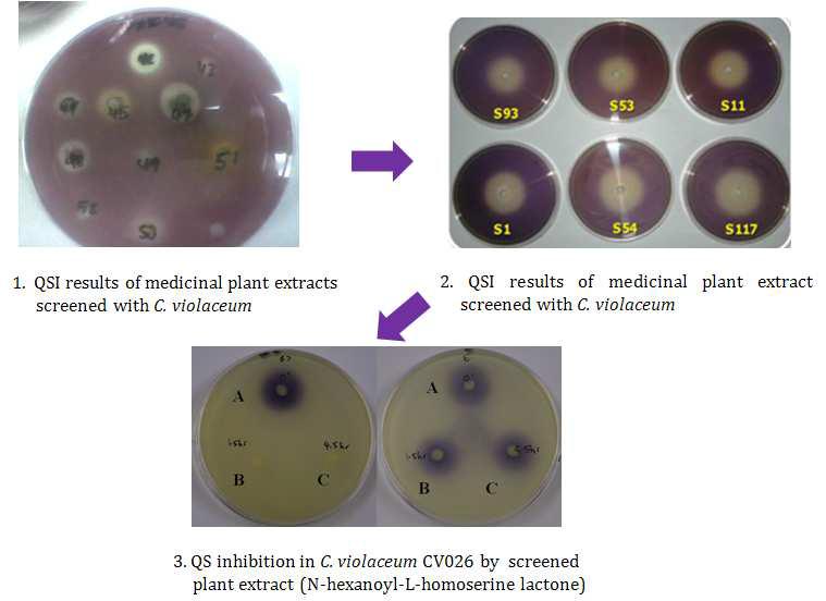 Schematic strategy to screen materials targeting quorum sensing mediated virulence from Zingiberaceae plant extract.