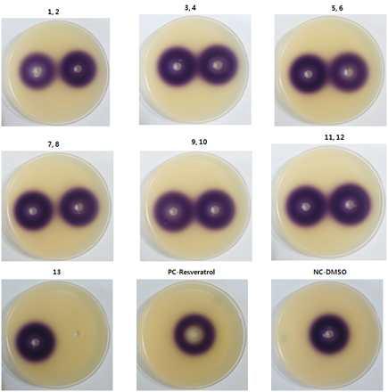 Fig. 10. Violacein inhibition assay in C. violaceum CV 026 by various compounds from Zingiberales