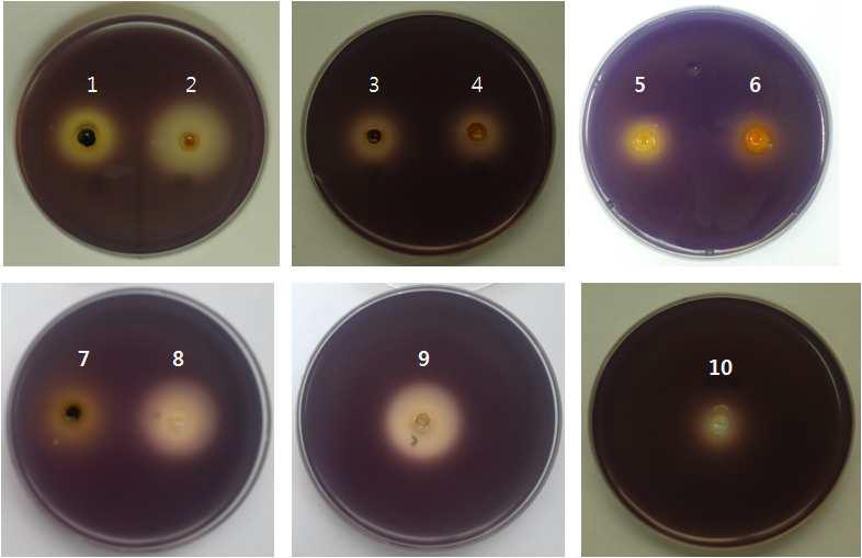 Violacein inhibition assay in C. violaceum by various crude extracs