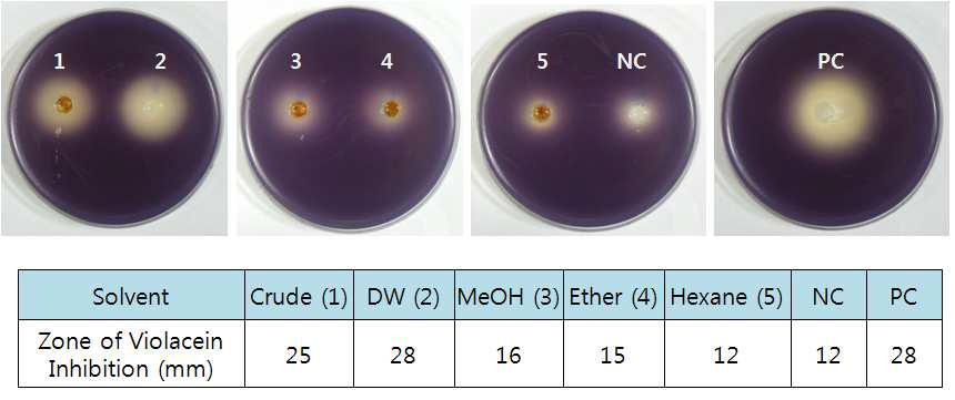 Violacein inhibition assay in C. violaceum by extracs of Zingiber mioga (Thunb.) Roscoe.