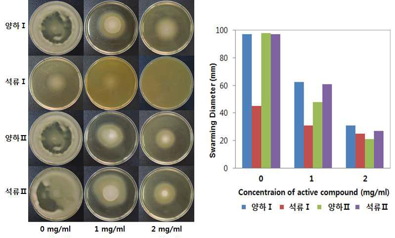 Effect of bioactive compounds at different concentration on swarming motility of P. aeruginosa.