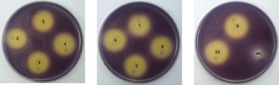 Violacein inhibition assay in C. violaceum by various ratio of the three extracts. NC: DMSO