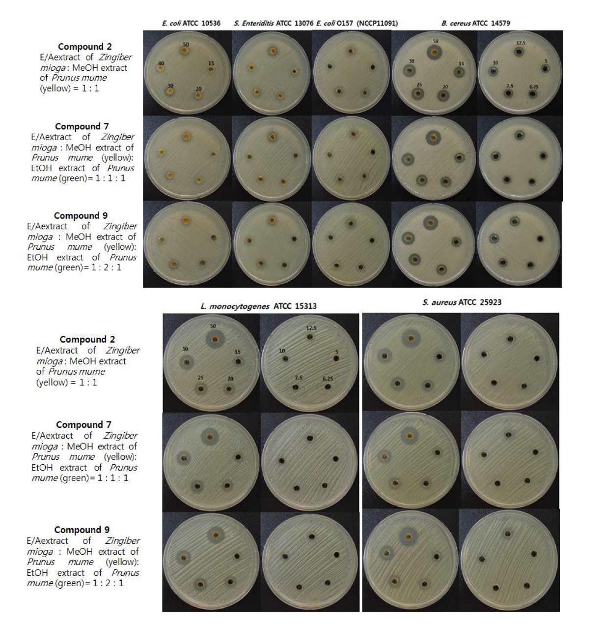 Antibacterial activity in compounds in various concentration.