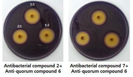 Violacein inhibition assay in C. violaceum by various ratio of anti-quorum sensing compound 6 and antibacterial compound 2 and 7.