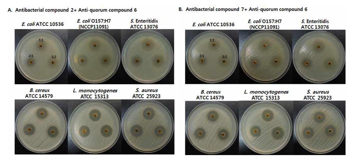 Antibacterial activities of compounds mixed by various ratio of anti-quorum sensing compound 6 and antibacterial compound 2 and 7.