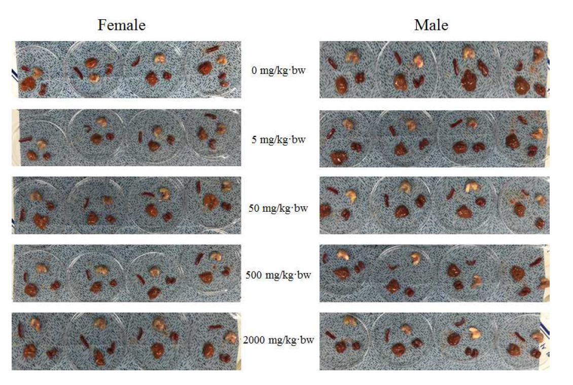 Dissection in mouse orally treated with final antibacterial compound.