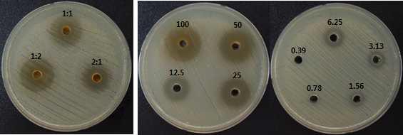 Antibacterial activities of final compound (anti-quorum sensing compound 6 and antibacterial compound 2) against Y. enterocolitica.