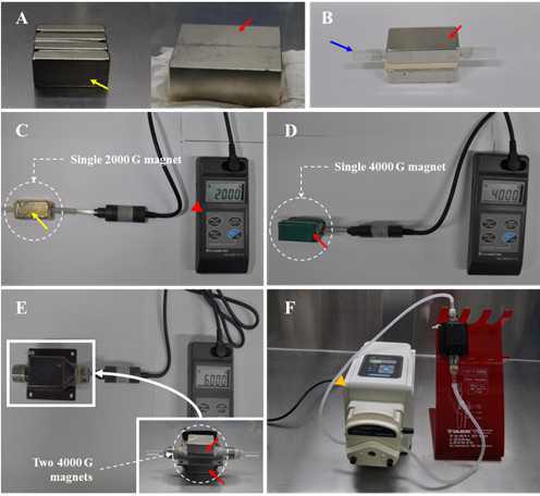 Neodymium magnetic equipment for production magnetized culture medium and freezing extender, neodymium magnet of 2000 G (yellow arrows) and 4000 G (red arrows) magnetic intensity (A), installed plastic pipe (blue arrow) for flowing extender (B), 2000 G (C) and 4000 G (D) magnetic intensity were formed by single neodymium magnet equipment, and two 4000 G neodymium magnets (red arrows) were used for formation of 6000 G magnetic intensity (E). Culture medium and freezing extender were rotated using peristaltic pump (yellow arrow head) for magnetization in neodymium magnetic equipment (F). Magnetic intensity was measured pipe center using magnetometer (red arrow head)