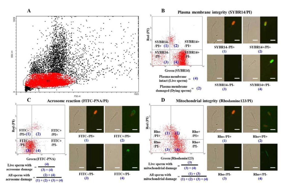 Standard of flow cytometry analyses for assessing sperm membrane integrity