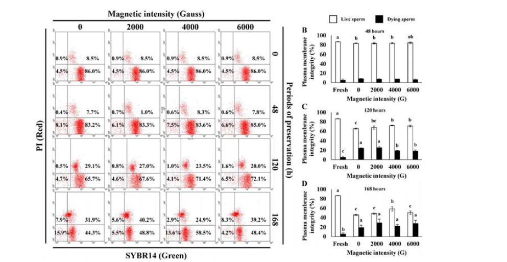 Changes in plasmamembrane intactness during liquid preservation in semen diluted with magnetized semen extender