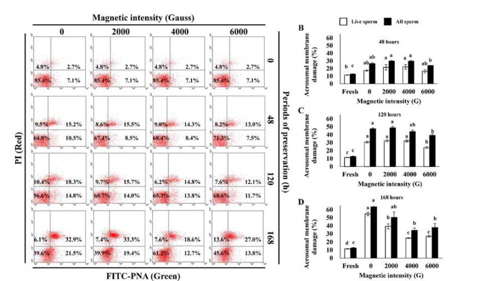 Changes in acrosomal membrane damage during liquid preservation in semen diluted with magnetized semen extender