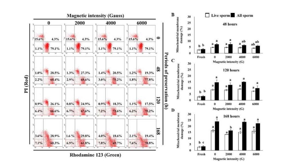 Changes in mitochondrial membrane damage during liquid preservation in semen diluted with magnetized semen extender