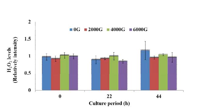 H2O2 levels during the different culture periods of porcine oocytes with magnetized medium