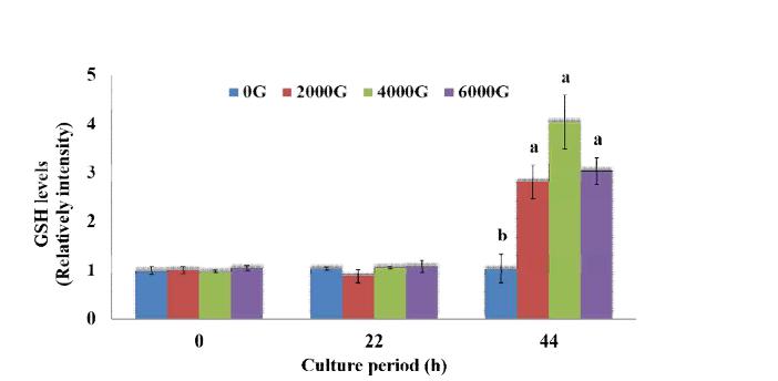 GSH levels during the different culture periods of porcine oocytes with magnetized medium