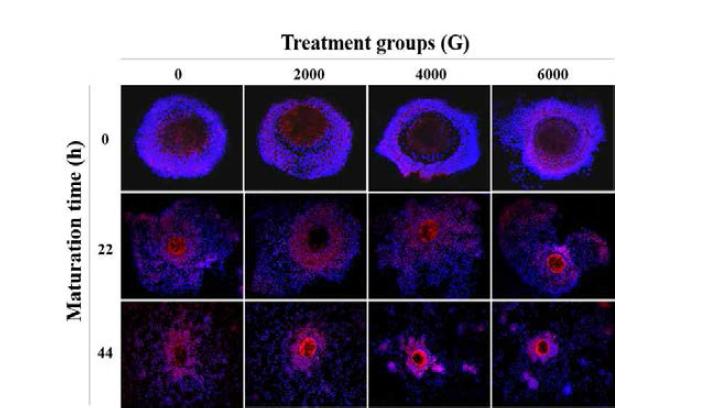 Confocal laser scanning microscopic images of GSH levels on in vitro maturation of porcine oocytes, Oocytes were stained with CellTrackerTM Red and Hoechst 33342 to detect intracellular levels of GSH