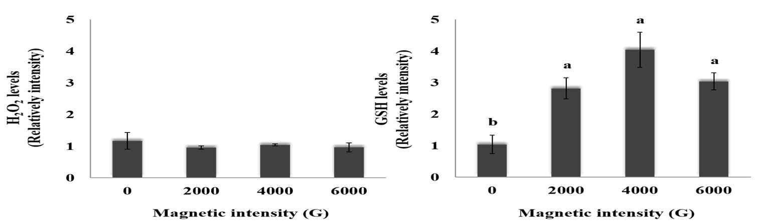 Comparison of H2O2 and GSH levels in matured oocyte at 44 h