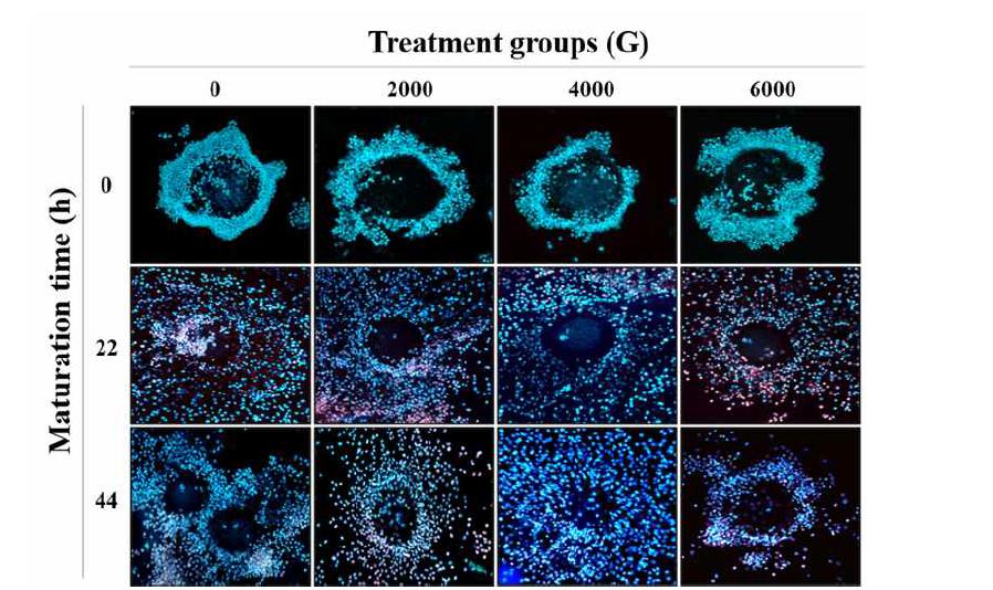 Fluorescent photomicrographic images of membrane damage during in vitro maturation of porcine oocytes, Oocyte were stained with PI and Hoechst 33342 to detect cumulus cell damage