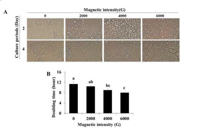 Effect of magnetized culture medium on growth (A) and doubling time (B) in porcine endometrial epithelial cells (PEECs)