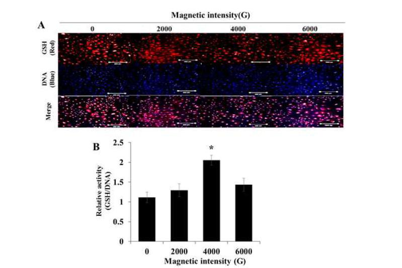 Effect of magnetized culture medium on glutathione (GSH) expression (A) and relative activity of GSH (B) in porcine endometrial epithelial cells (PEECs), white scale bar, 200μm. *P < 0.05.