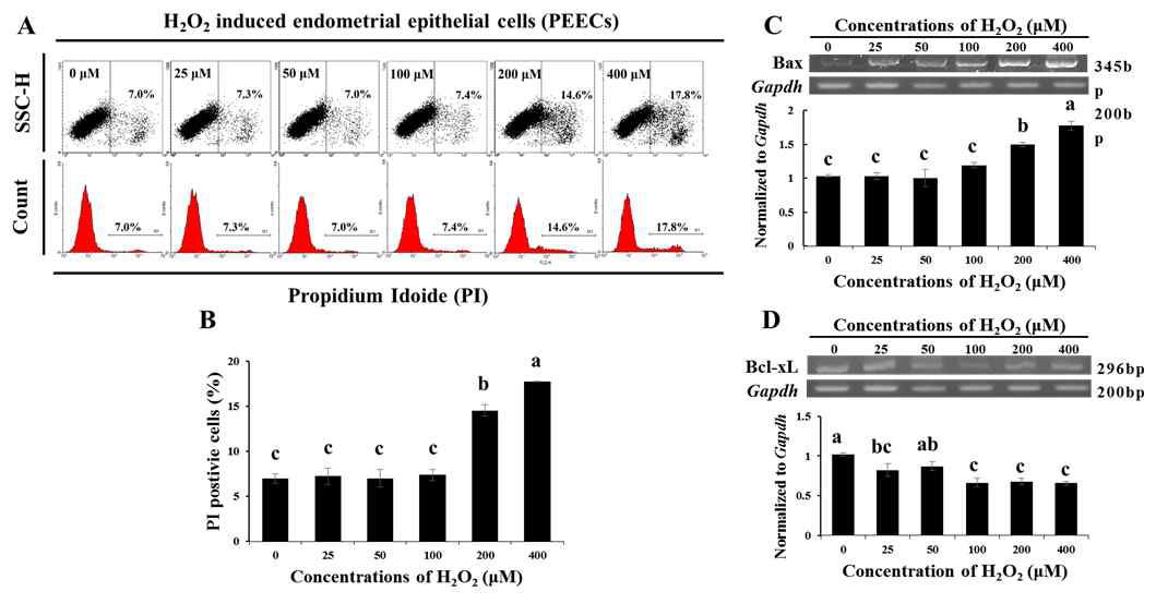 Effects of H2O2 on cell viability (A, B), expression of Bax (C) and Bcl-xL (D) mRNA in porcine endometrial epithelial cells