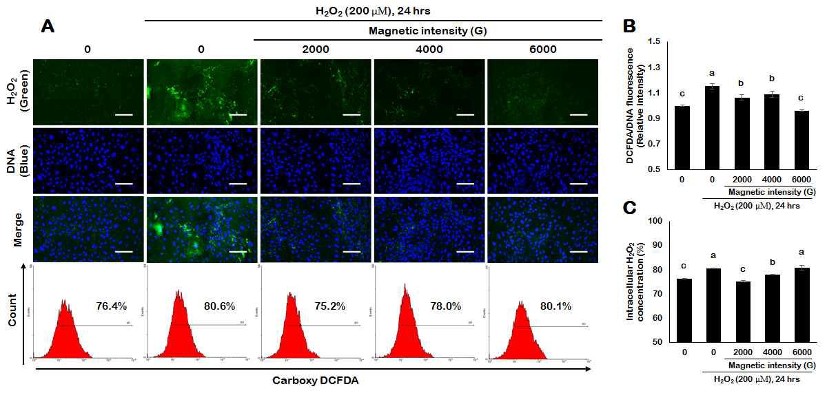 Identification of intracellular H2O2 in porcine endometrial cells treated with magnetized culture medium.