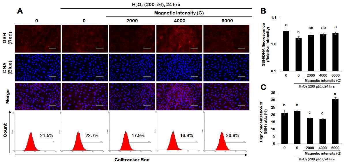 Identification of glutathione (GSH) in porcine endometrial cells treated with magnetized culturemedium