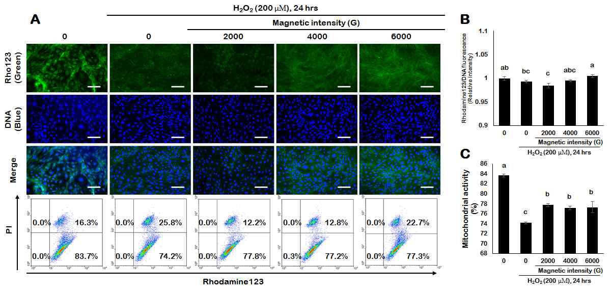 Identification of mitochondrial activity in porcine endometrial cells treated with magnetized culture medium