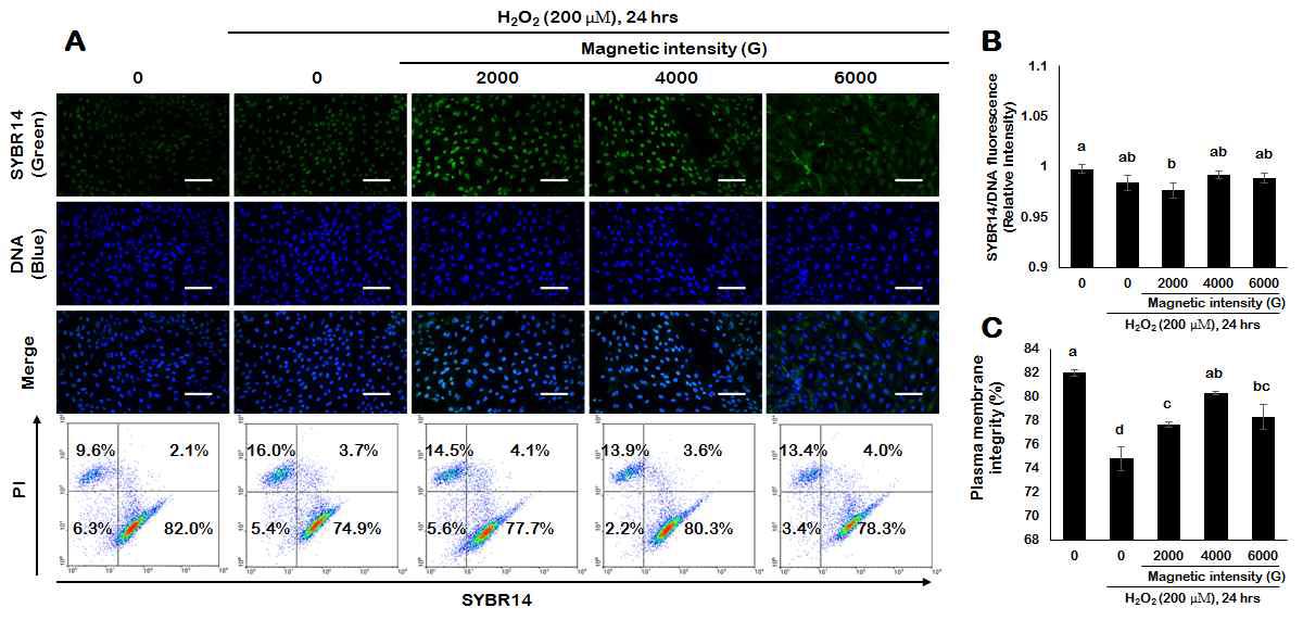 Identification of plasma membrane integrity in porcine endometrial cells treated with magnetized culture medium