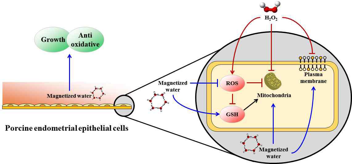 Effect of magnetized culture medium on growth, antioxidative influence in porcine endometrial epithelial cells (PEECs) and intracellular H2O2, glutathione, mitochondria activity and plasma membrane in H2O2,-induced PEECs