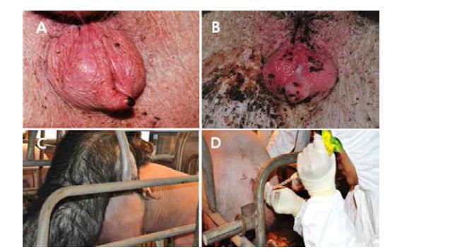 Detection of estrus cycle and artificial insemination