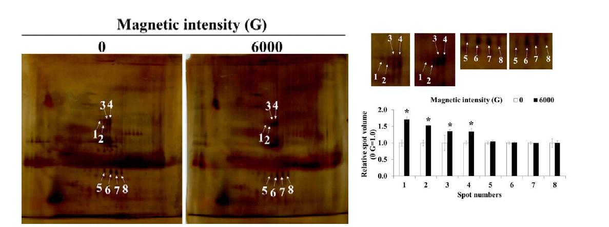 Distribution of differentially expressed protein spots in 2-dimensional gels of colostrum from mammary glands of magnetized water intake in lactating sows
