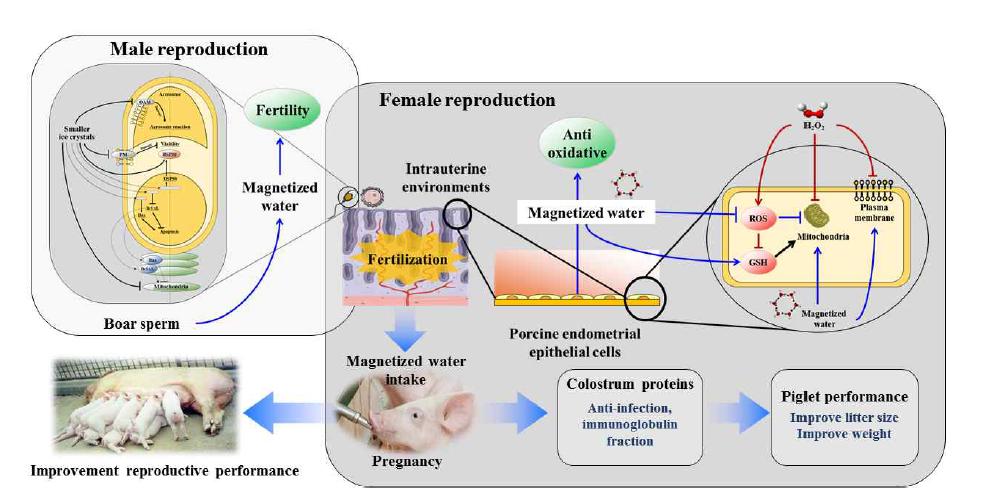 Application of magnetized water system on female and male reproductive biotechnology in pigs