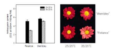 적색계 스프레이국화의 고온기 품종별 안토시아닌 함량비교, 허 등(2008)