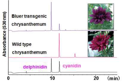 Delphinidin-type anthocyanin(flavonoid 3′,5′-hydroxylase gene의 축적을 용이하게 한 특이프로모터와 ranslational enhancer통한 블루 국화개발