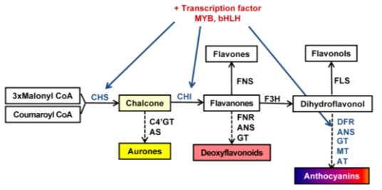 Strategies of flavonoid pathway engineering in flower