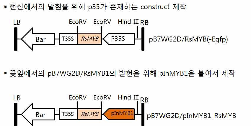 상업화에 알맞은 화색관련 벡터의 재조합