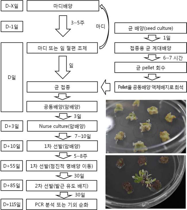 Agrobacterium 공동배양법을 통한 국화 잎조직 이용 형질전환 체계