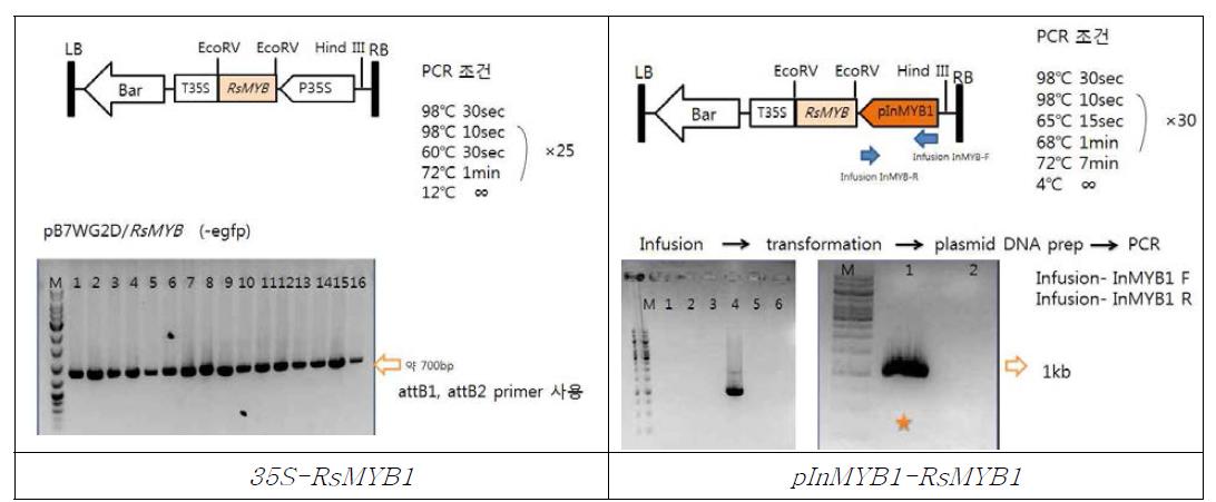 PCR 검정을 통한 삽입된 유전자의 확인