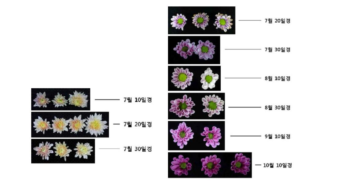 여름철 국화 품종 ‘샴페인’(좌)과 ‘예스송’(우)의 채취시기별 화색 발현 양상