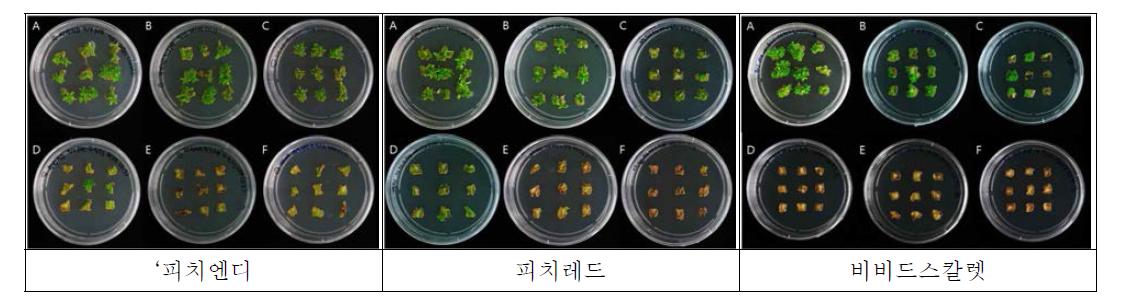 국화 품종별 ppt농도에 따른 재분화 양상. A-무처리, B-0.1mg·L-1, C-0.3mg·L-1, D-0.5mg·L-1, E-0.7mg·L-1, F-1.0mg·L-1