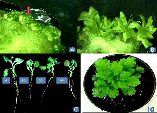 국화 스프레이 품종 비비드스칼렛의 엽절편에서 생성된 신초의 재분화 과정. A-신초 엽원기 표면, B- 신초로 발달된 엽원기, C-완전한 식물체로 재분화된 신초, D-온실로 순화 시) 킨 신초