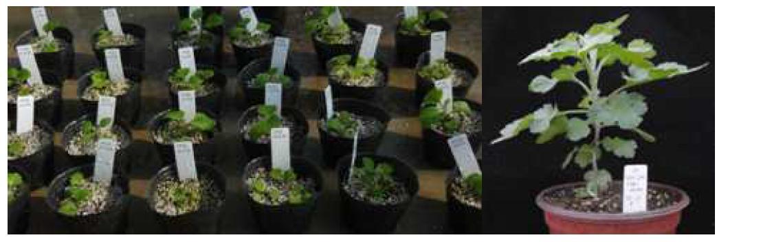 국화 스프레이 품종 피치엔디의 선발된 putative transgenic plant의 순화