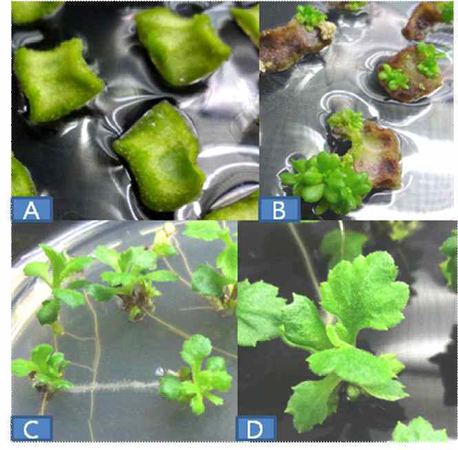 국화 스탠다드 품종 신마의 putative transgenic plant의 발달단계 A-절편체의 공동배양 7일후, B-PPT 1.0 mg․L-1 선발배지에서 재분화된 신초, C-PPT 1.0mg․L-1 가 첨가된 발근배지에서 발근한 신초, D-발근 후 PPT 1.0mg․L-1 가 첨가된 배지에서 생육중인 신초