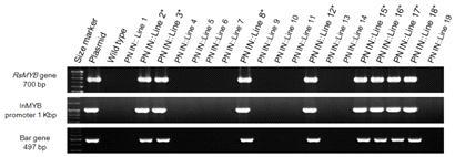 국화 스프레이 품종 피치엔디의 pB7WG2D:InMYB::RsMYB1의 PCR 검정